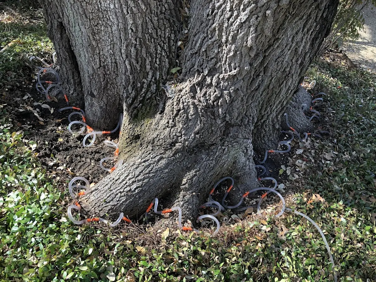 Detailed Tree Cabling and Bracing job site in Hacksneck