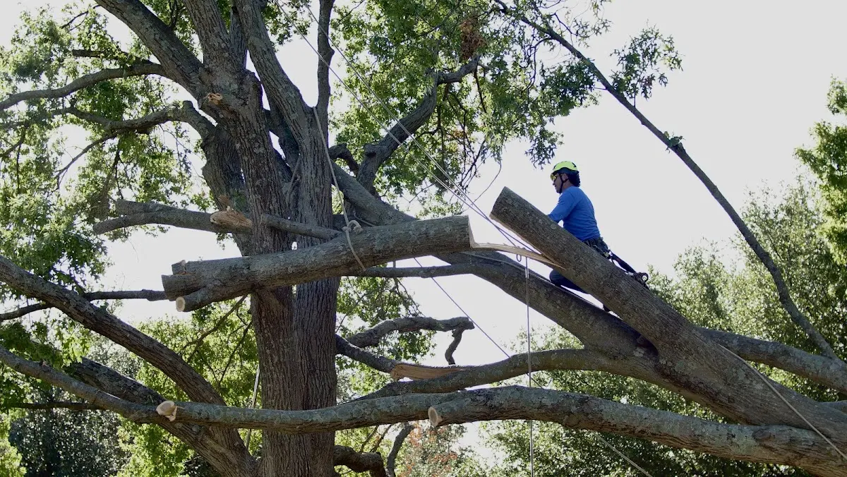 Professional Hazardous Tree Removal performed by certified arborists in Hacksneck