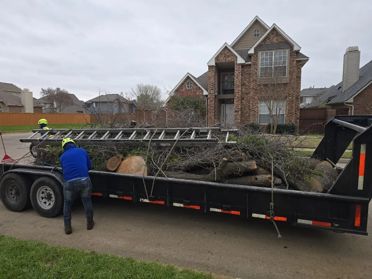 Expert Tree Removal with proper safety equipment in Hacksneck